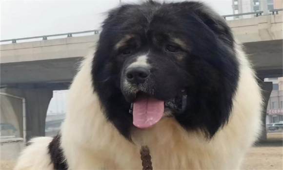 高加索犬好训练吗?必修的训练课程 高加索犬好训练吗?必修的训练课程