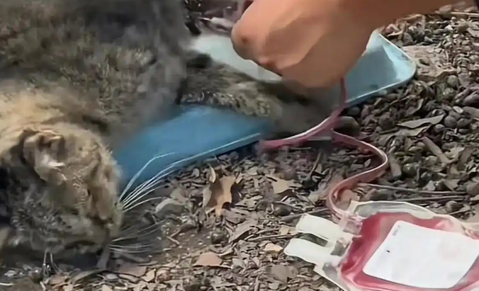 动物血库灰色产业链曝光,画面触目惊心 动物血库灰色产业链曝光,画面触目惊心