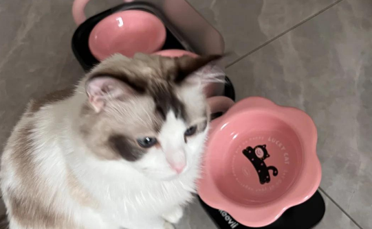 宠物碗多久一换?keevii花花碗让更换周期更省心 宠物碗多久一换?keevii花花碗让更换周期更省心