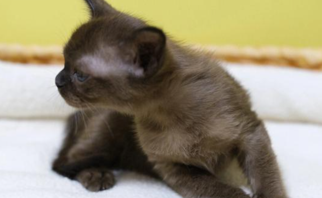 科普:缅甸猫与其他短毛猫品种有什么差异? 科普:缅甸猫与其他短毛猫品种有什么差异?