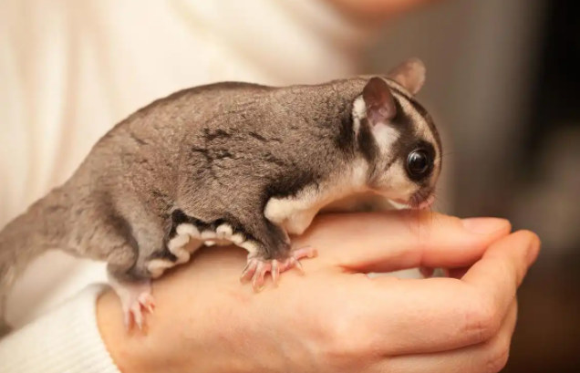 蜜袋鼯怎么养?新手必看! 蜜袋鼯怎么养?新手必看!