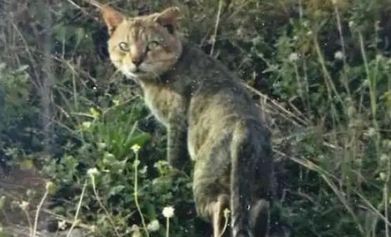 机场附近出现“豹子”,大批人员带着装备搜查,结果却是只丛林猫 机场附近出现“豹子”,大批人员带着装备搜查,结果却是只丛林猫