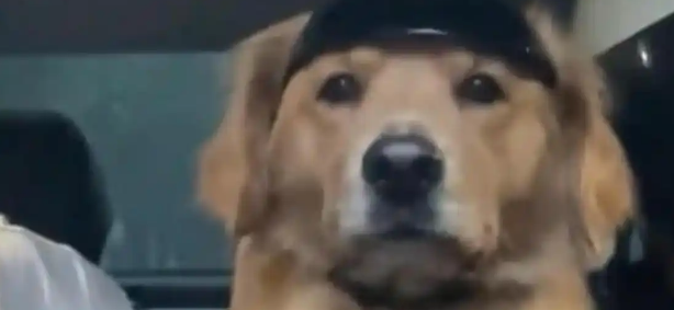 女子骗狗去公园玩,结果半路被狗识破:其实是去打针! 女子骗狗去公园玩,结果半路被狗识破:其实是去打针!