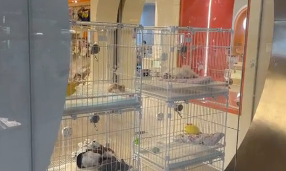 一只猫售价≈一辆车，商场宠物店卖的不是宠物，是流量