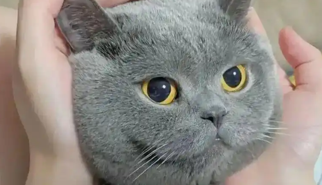 英短蓝猫：是煤气罐还是行走的汤圆？这篇文章告诉你！