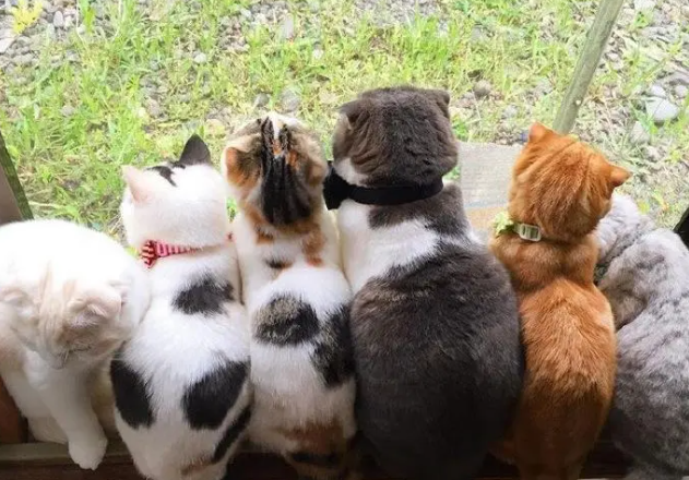 猫咪每天趴在窗前发呆，只是为了这件事！