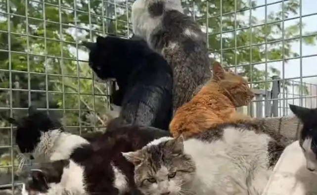 成都一猪肉加工点圈养大量流浪猫?涉事场所已依法取缔 成都一猪肉加工点圈养大量流浪猫?涉事场所已依法取缔