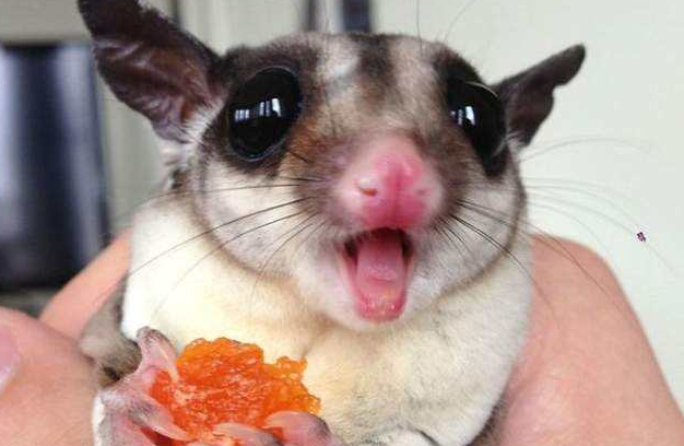 澳洲蜜袋鼯的养殖方法有哪些?好不好养就看你会不会养 澳洲蜜袋鼯的养殖方法有哪些?好不好养就看你会不会养