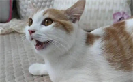 猫呼吸急促可能是什么病？