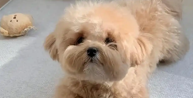 马尔泰犬多少钱一只?一篇了解价格影响因素 马尔泰犬多少钱一只?一篇了解价格影响因素