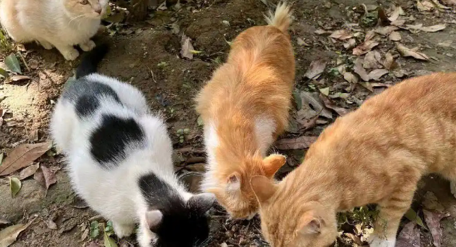 流浪猫是如何生存下来的?为什么说流浪猫太多会造成生态问题? 流浪猫是如何生存下来的?为什么说流浪猫太多会造成生态问题?