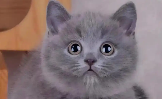 养猫必看!蓝猫喂养注意事项!! 养猫必看!蓝猫喂养注意事项!!