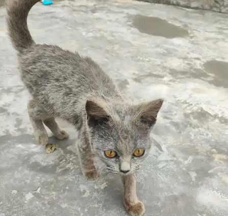蓝猫掉毛严重是什么原因引起的