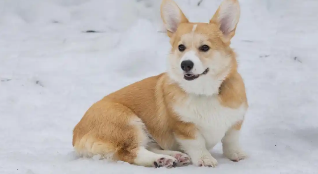 柯基犬：优缺点一网打尽，你还不知道的小秘密！
