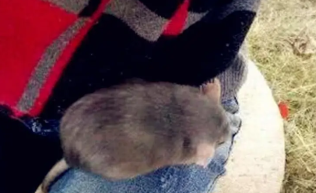 网友养了两只仓鼠,一个月后发现不对劲!医生:确定不是老鼠吗? 网友养了两只仓鼠,一个月后发现不对劲!医生:确定不是老鼠吗?