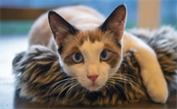 猫咪癫痫发作应如何紧急处理