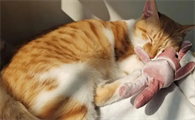猫吐西瓜水一样的液体