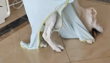 女子给狗子买衣服买大了，狗子走路一直摔跤。狗：衣服咬人啦！！