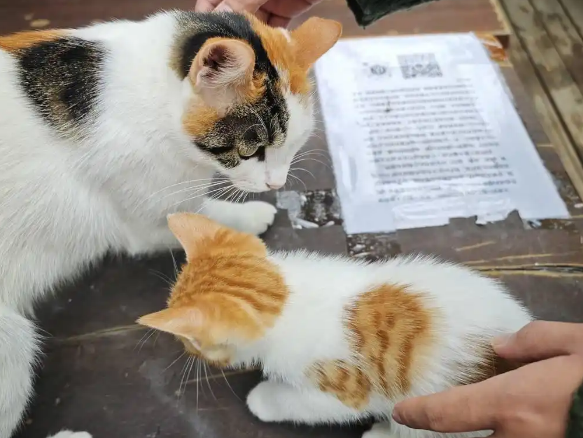 北京交通大学的校园猫有了“学生证” 学生:自发组织 想打造猫咪友好校园 北京交通大学的校园猫有了“学生证” 学生:自发组织 想打造猫咪友好校园