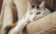 猫咪打喷嚏流鼻涕是感冒吗