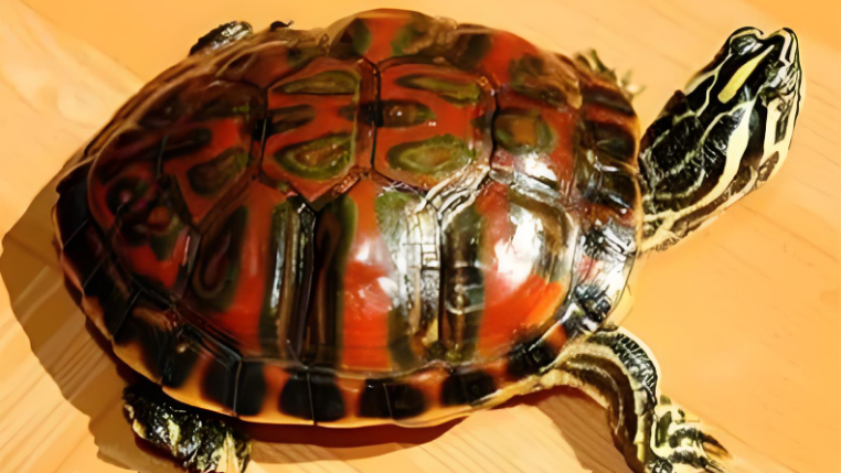 火焰龟蒙眼病有哪些信号?从症状识破健康危机 火焰龟蒙眼病有哪些信号?从症状识破健康危机