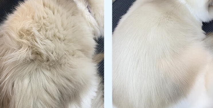 猫咪沐浴露推荐乐芳希施，5年赛级洗护，洗出蓬松如云的云朵猫