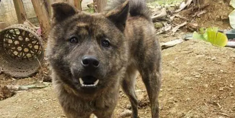 虎斑犬旺主吗？曾是清代乾隆御园十大名猎犬之一