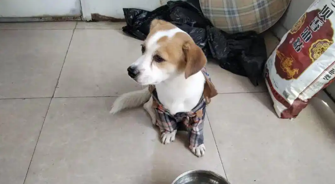 小狗国庆“被弃高速”不吃不喝苦等主人 小狗国庆“被弃高速”不吃不喝苦等主人