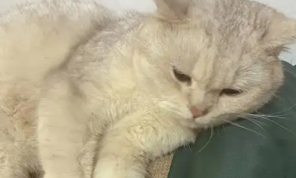 猫咪乱尿是在报复主人吗 猫咪乱尿是在报复主人吗