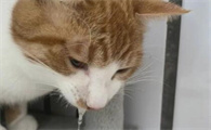 猫咪频繁呕吐是什么病？