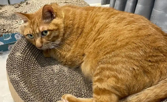 猫咪干呕是怎么回事儿