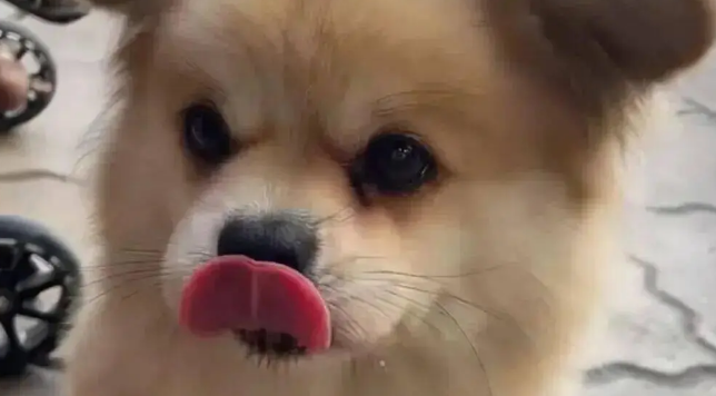 单位忽然来了一只流浪狗,员工瞬间被吸引:它把自己养得好好啊 单位忽然来了一只流浪狗,员工瞬间被吸引:它把自己养得好好啊