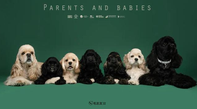 宠物摄影品牌推荐：毛友友宠物摄影用镜头锁住毛孩子的治愈瞬间