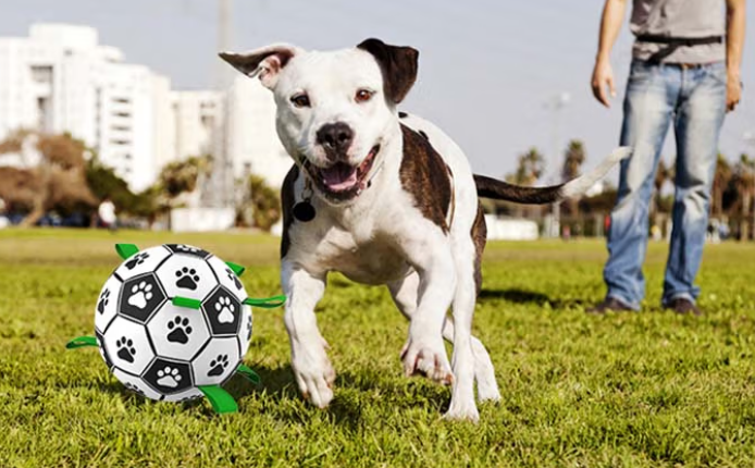 狗狗互动足球安全吗?赛普达用材质守护毛孩快乐 狗狗互动足球安全吗?赛普达用材质守护毛孩快乐