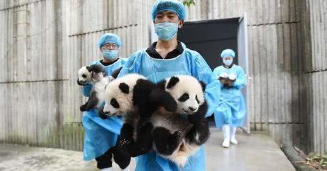 熊猫宝宝耍赖让饲养员背,一个不小心摔了下来:敢摔本国宝? 熊猫宝宝耍赖让饲养员背,一个不小心摔了下来:敢摔本国宝?