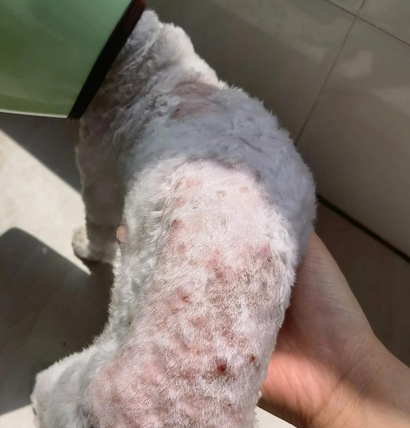 狗狗皮肤发红是什么情况