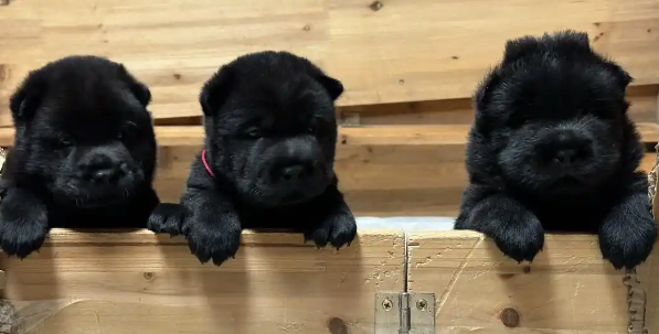 五黑犬:中华田园犬中的“战力担当” 五黑犬:中华田园犬中的“战力担当”