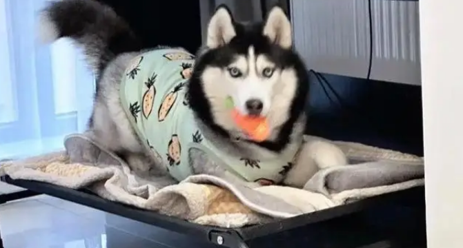 狗子被骂不服气,连夜带娃投奔主人前女友:情绪稳定很重要! 狗子被骂不服气,连夜带娃投奔主人前女友:情绪稳定很重要!