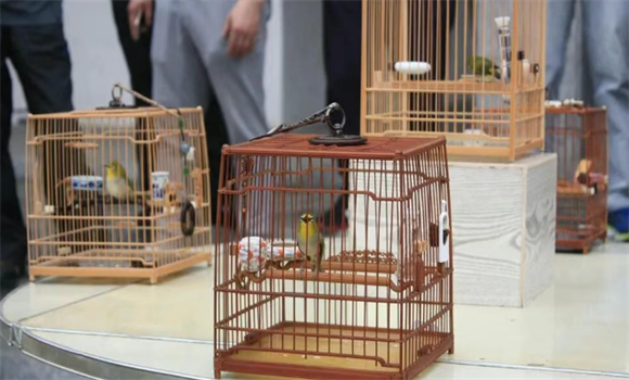 暗绿绣眼挑选公母的经验分享