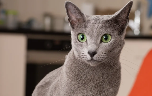 缅甸猫在不同文化中的象征意义是什么?这篇文章带你了解 缅甸猫在不同文化中的象征意义是什么?这篇文章带你了解