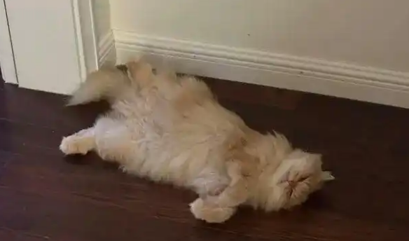 瘦了2斤、3个脚趾骨折！走丢13天后，“小金”回家了