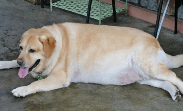 狗狗肥胖有哪些危害 狗狗肥胖有哪些危害
