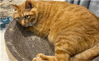 猫咪干呕是怎么回事儿