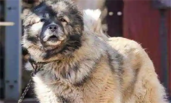 柏林墙的守卫者——高加索犬