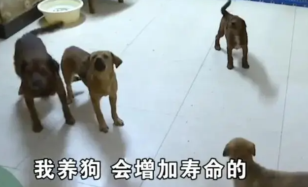 退休大爷把房子让给40条狗住,月花费近万元 退休大爷把房子让给40条狗住,月花费近万元