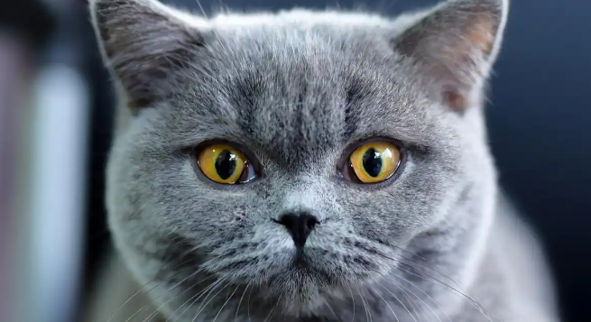 新手养蓝猫,蓝猫的这些优缺点你一定要知道 新手养蓝猫,蓝猫的这些优缺点你一定要知道