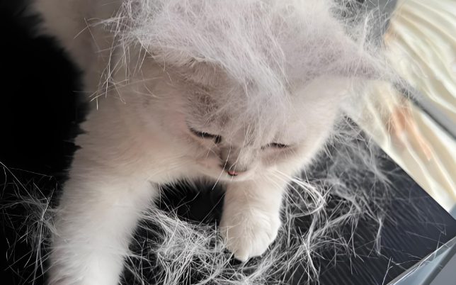 猫咪掉毛严重怎么缓解