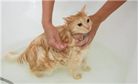 猫咪吐黄水吃什么药