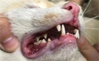 如何预防猫咪牙周病？
