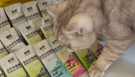 猫咪湿粮哪个牌子好性价比高？雀然重新定义猫主食的营养新范式